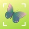 With the butterfly identification App, identifying butterflies has never been easier