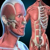 Muskel-Skelett-System Quiz