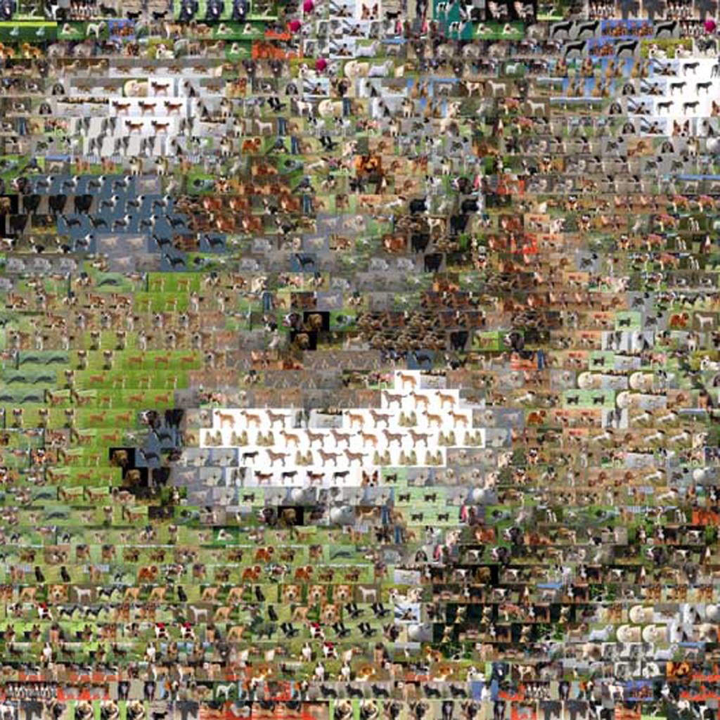 Get Hunderassen Quiz for iOS, iPhone, iPad Aso Report