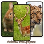 Animal Pictures - Animal Wallpaper and Backgrounds