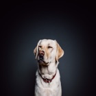 DogeDex - dog recognizer
