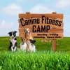 Canine Fitness Camp