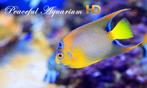 Peaceful Aquarium HD