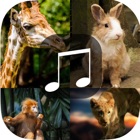 Top 18 Entertainment Apps Like Animal Sounds - Tiger,Jaguar,Monster,Pig Squeal,Wo - Best Alternatives