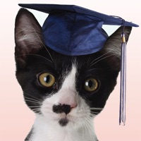 How Smart Is Your Cat? Fun Ways to Find Out