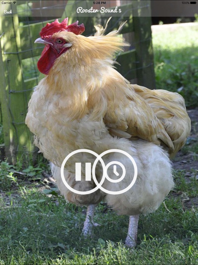 Rooster Sound Rooster Crowing Sound On The App Store There are 37 rooster alarm clock for sale on etsy, and they cost $31.26 on average. rooster sound rooster crowing sound