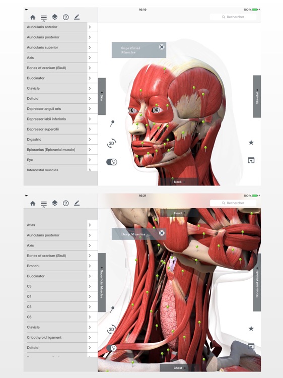 Anatomy Easy : Learn Muscles, Skeleton and Bones