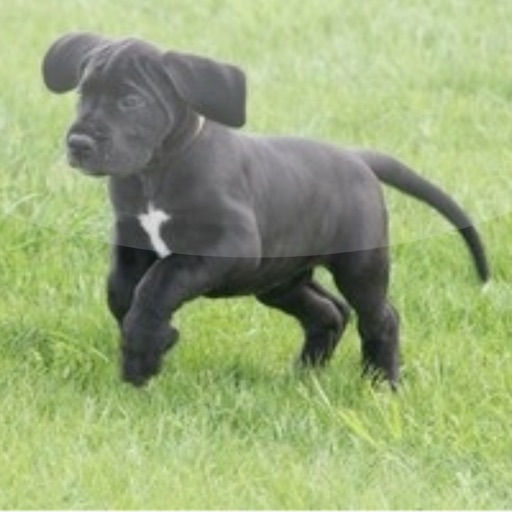 Doggen vom Wernerseck