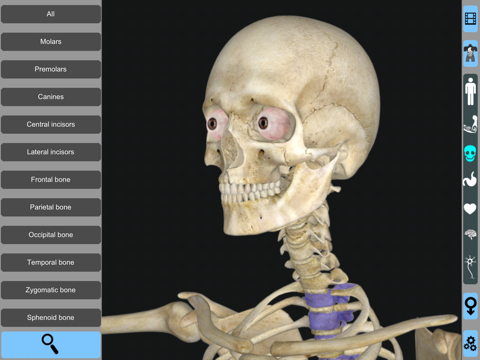 Anatomy Atlas: 3D Anatomical Model and Animation screenshot 3