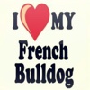 I love my French Bulldog