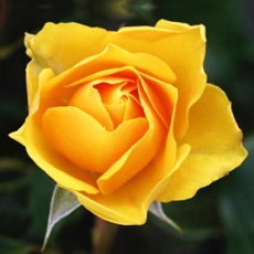 Activities of Fairytale Mosaics. Beauty and the Beast