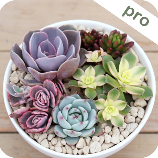 Succulent Album Pro - Help You Know Succulents icon