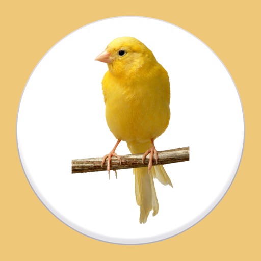 Canary Bird Sounds iOS App