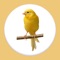 Canary bird sound app