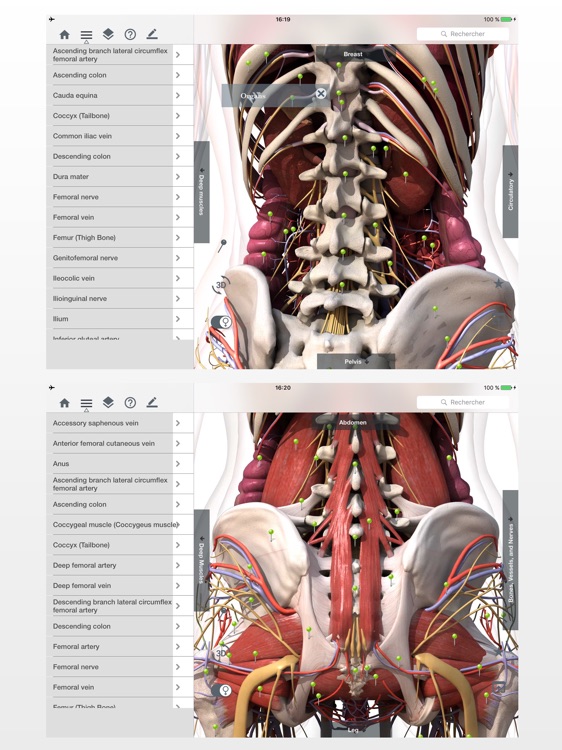 Anatomy Easy : Learn Muscles, Skeleton and Bones