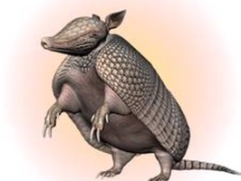 Armadillos Stickers