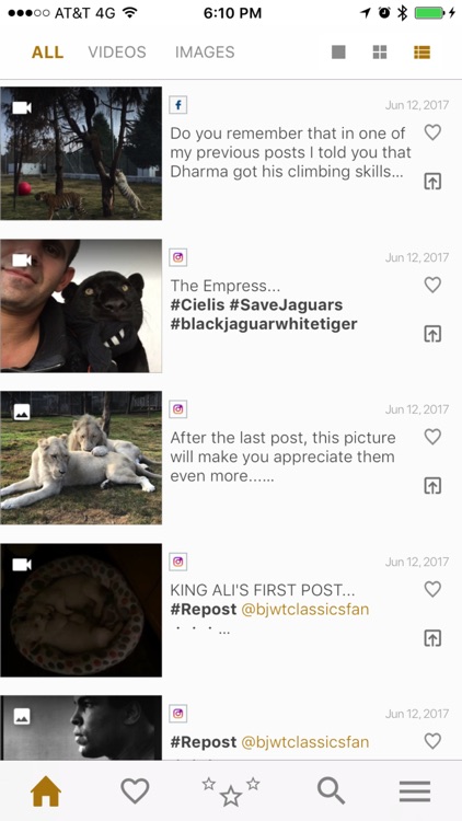 Black Jaguar White Tiger
