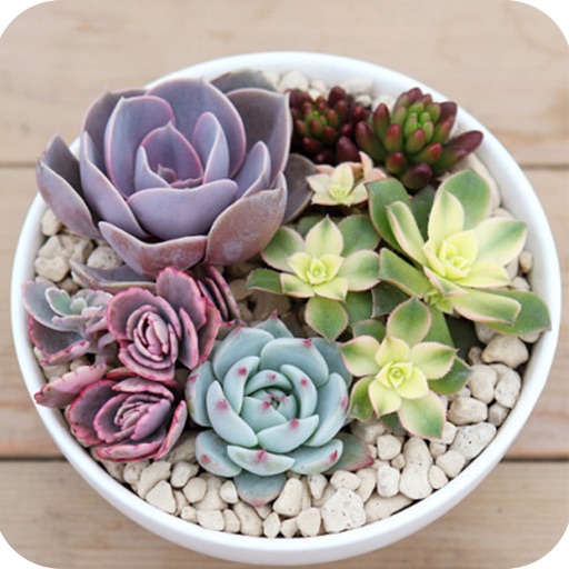 Succulent Album - Help You Know Succulents icon