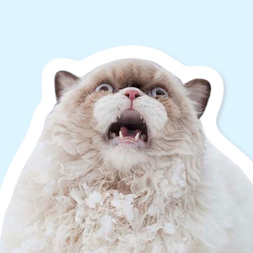 Elite Cats