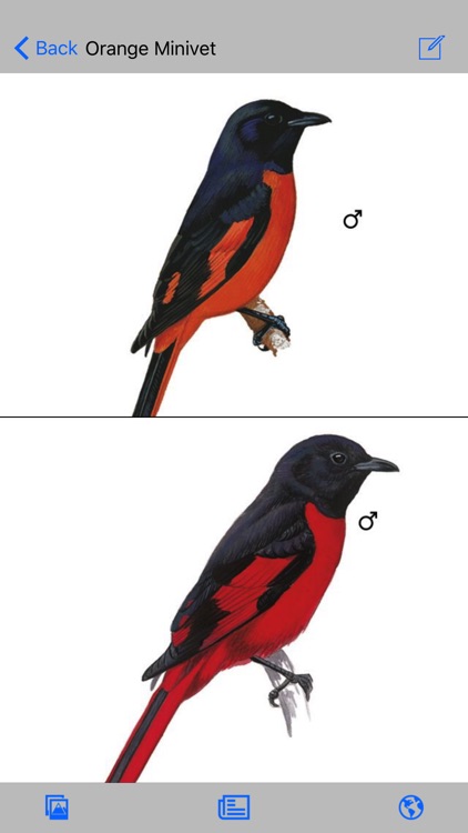 eGuide to Birds of the Indian Subcontinent screenshot-3