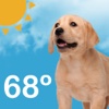 Puppy Weather Live