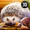 Forest Hedgehog Simulator 3D