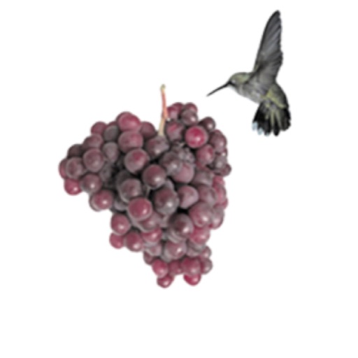 Wine Barbados by iloveurmston