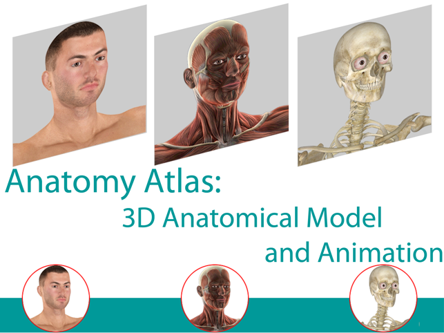 Anatomy Atlas: 3D Anatomical Model and A