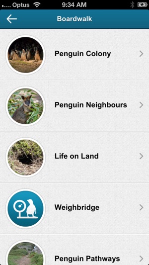 Penguin Parade, Phillip Island(圖3)-速報App