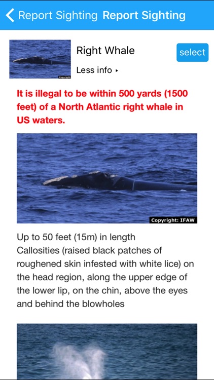 Whale Alert - Reducing Ship Strikes - Worldwide
