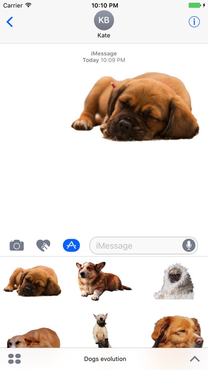 Dogs evolution