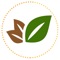 This Young Living Essential Oils Reference Guide is the best reference guide in the Young Living essential oil space