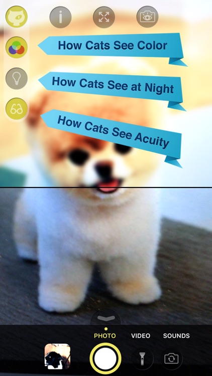 Cat Vision HD