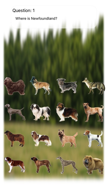 Dogs Quiz Bowwow Touch : Simple Game with 109 Dogs