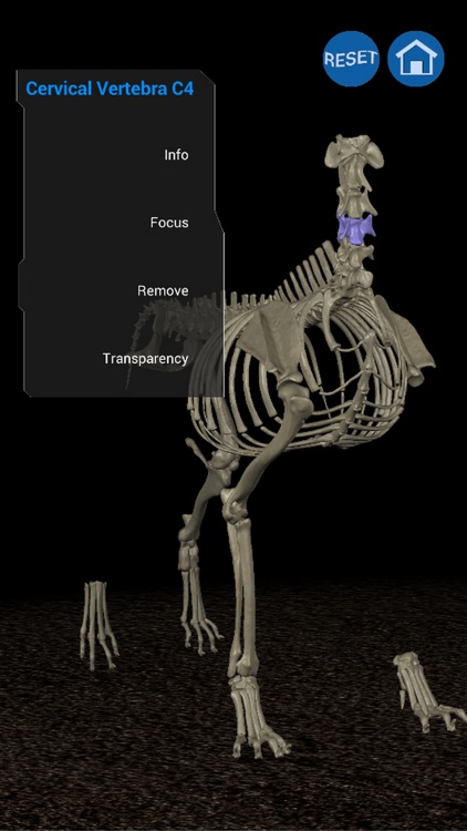 Osteology in Dogs (Ad Version) screenshot-3