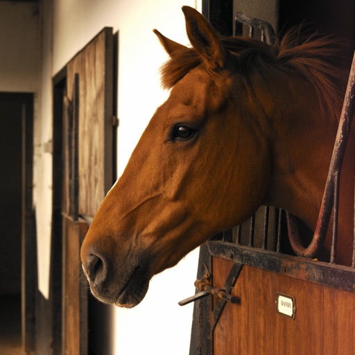 Horse Care icon