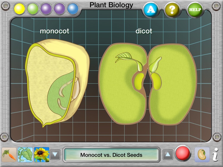 Interactive Plant Biology Explorer screenshot-4
