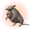 Armadillos Stickers