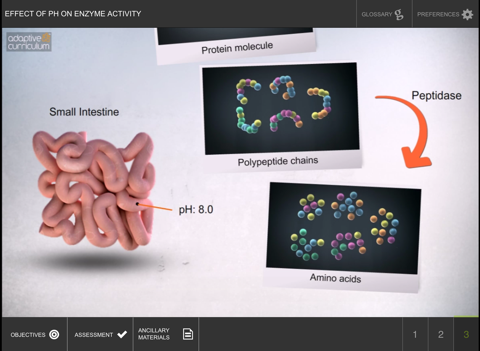 Factors Affecting Enzyme Act 2 screenshot 4