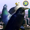 City Birds Simulator