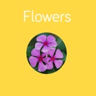 Top 50 Education Apps Like Flowers Flashcard for babies and preschool - Best Alternatives