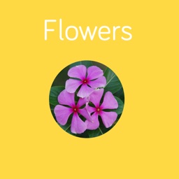 Flowers Flashcard for babies and preschool