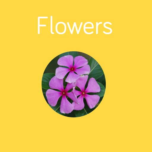 Flowers Flashcard for babies and preschool iOS App