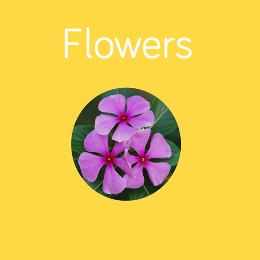 Flowers Flashcard for babies and preschool