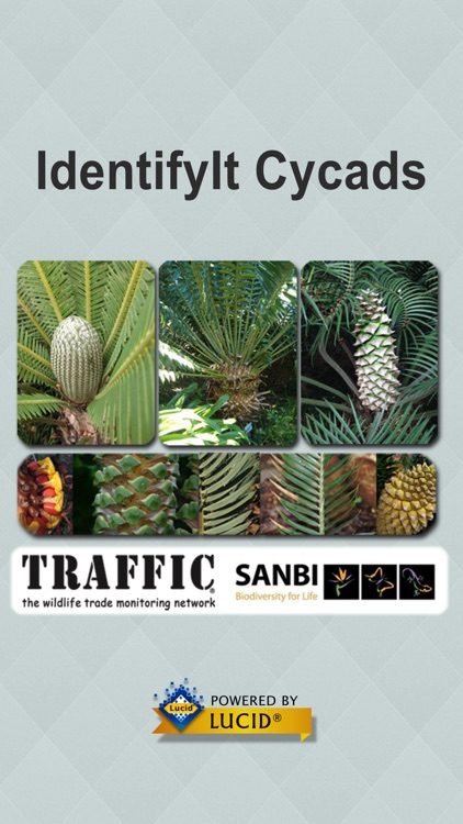 IDentifyIt Cycads