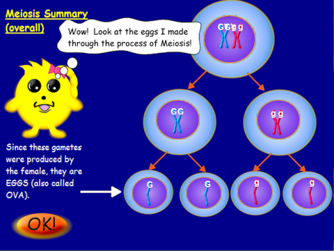 Snurfle Meiosis screenshot 3