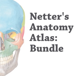 Netter Anatomy Atlas Pdf