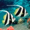 “Marine Aquarium Fish” has the most comprehensive breeds of saltwater fish