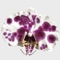 Enjoy the beauty of orchid stickers in your chats regardless if they are in iMessage or Whatsapp