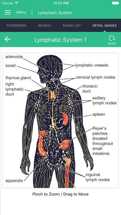 Lymphatic System Reference screenshot 2